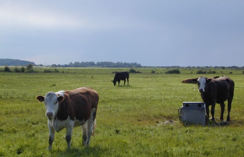 Pressemitteilung: Freihandel | Rindfleischerzeugung in Deutschland und Europa schutzlos ausgeliefert