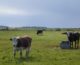 Pressemitteilung: Freihandel | Rindfleischerzeugung in Deutschland und Europa schutzlos ausgeliefert